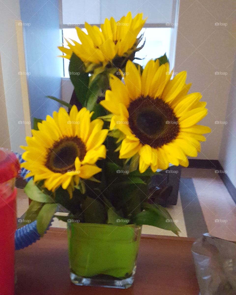 Sunflowers for the patient