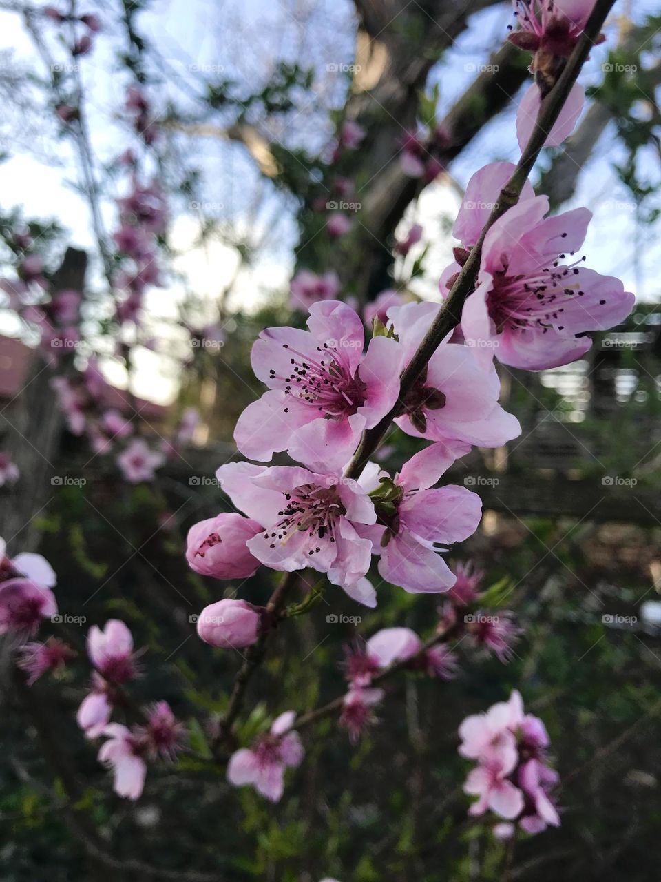 Spring buds 