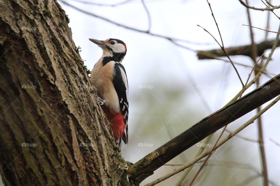 A typical German winter is depicted in this image, with sub-zero temperatures and no snow. The focus is on a woodpecker clinging to a tree. The scene conveys the cold and tranquility of the season.