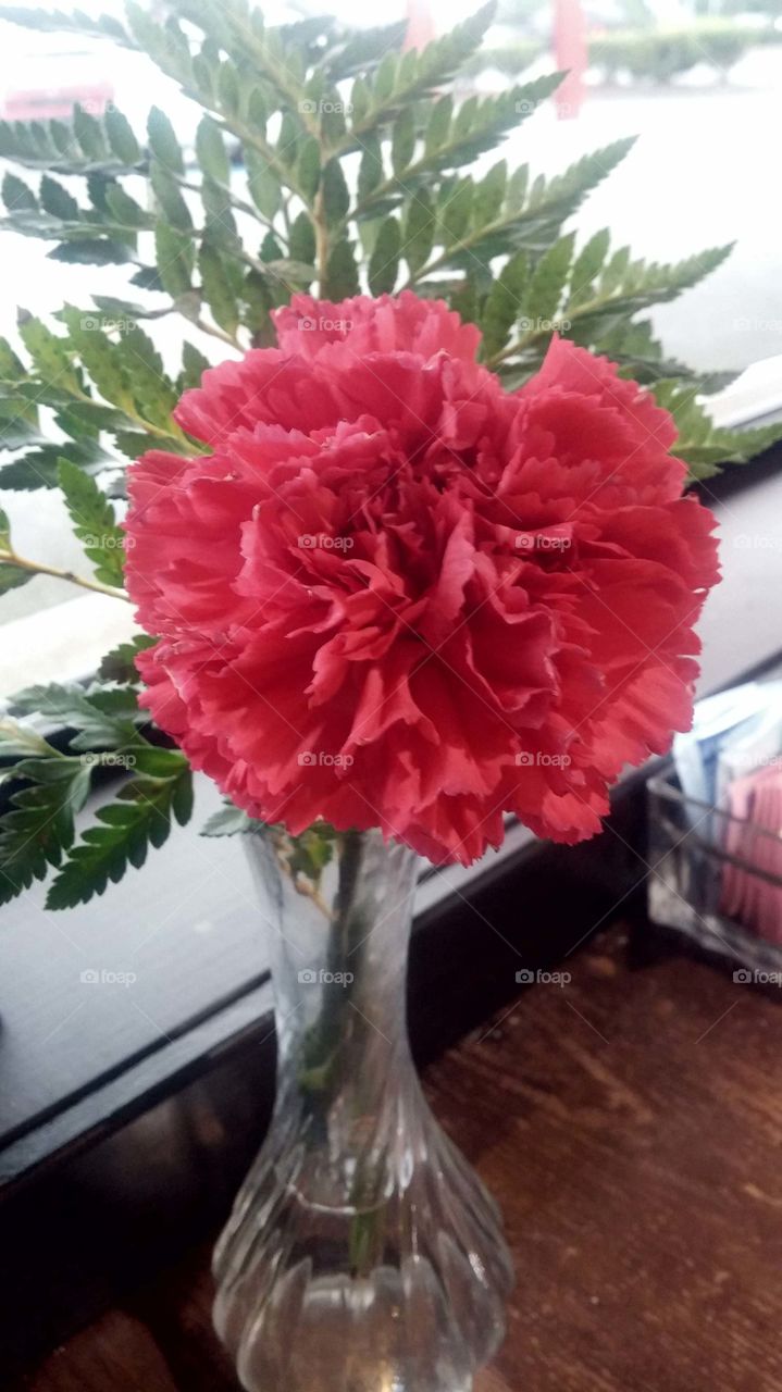 carnation. red carnation