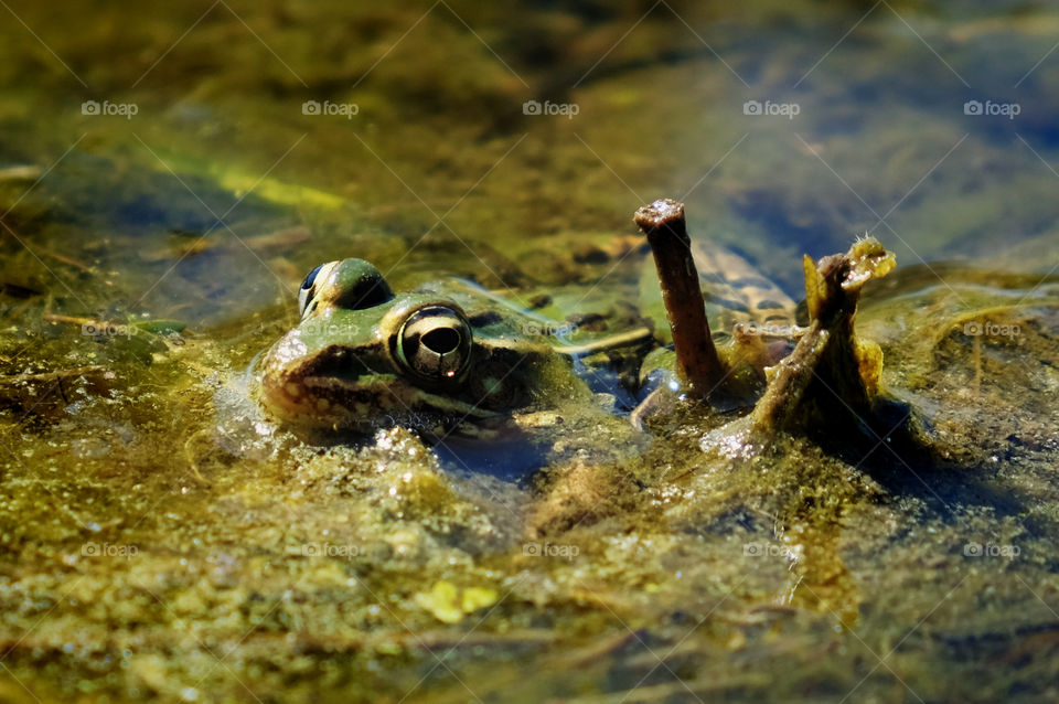 Leopard frog sitting still in the algae in the edge of a pond with its eyes and nose above water. Arapahoe North Carolina. 