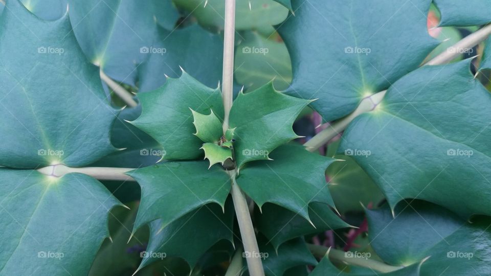 Dynamic symmetry close-up