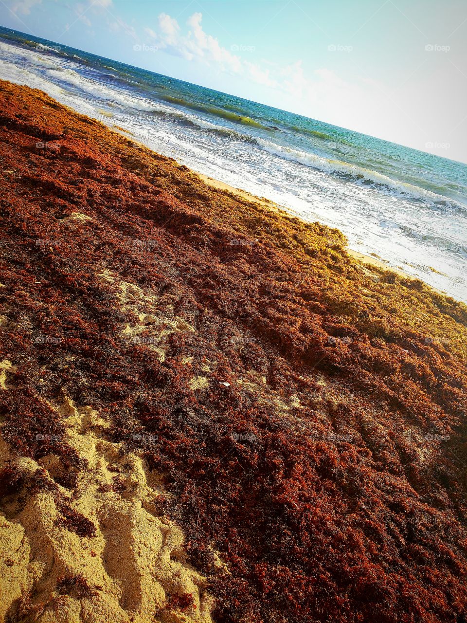 Colorful Seaweed
