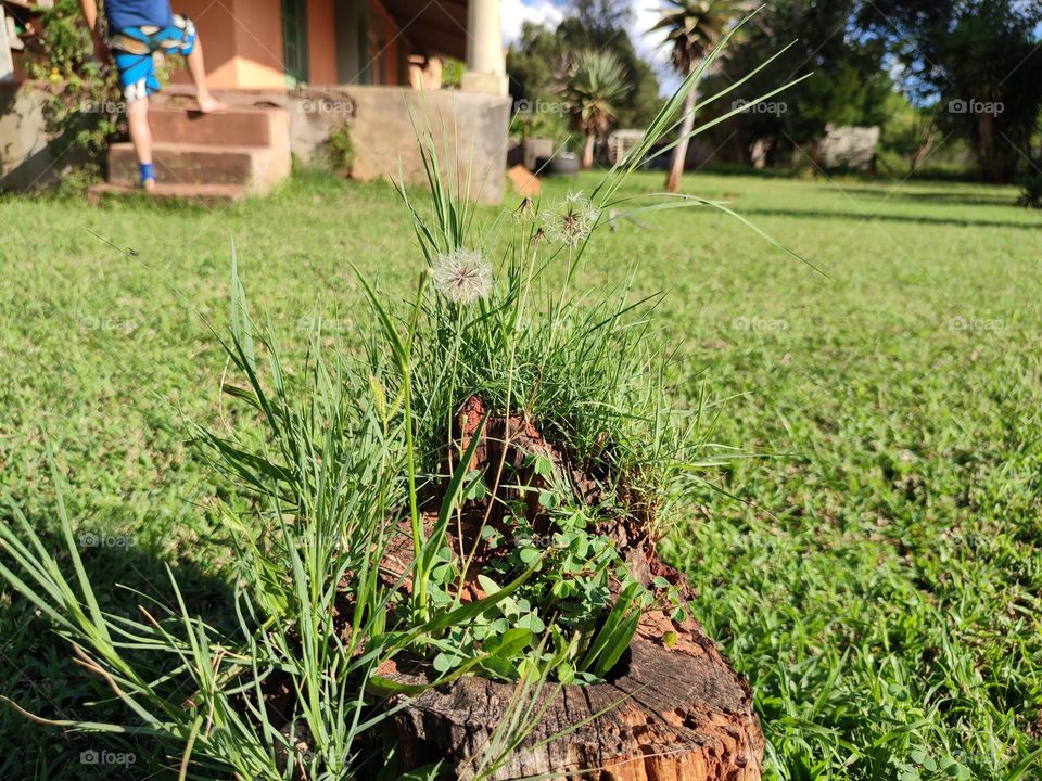 Dandelion plant, growing in a stump