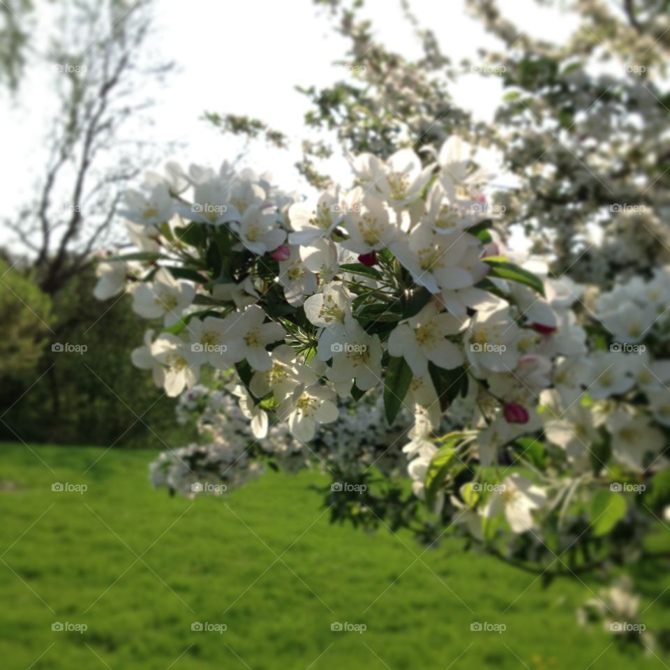 Spring time flowers