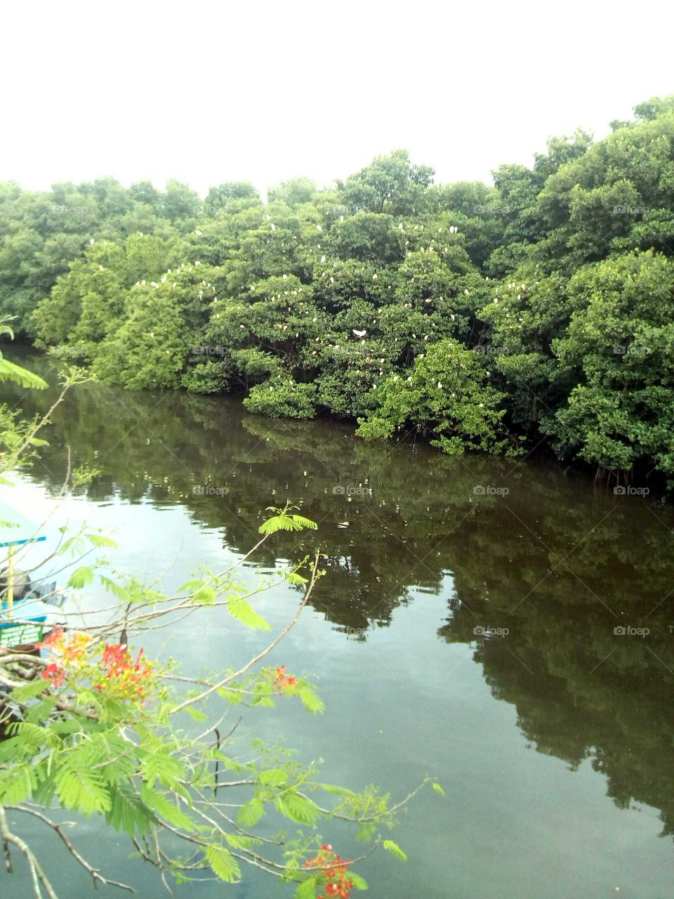 this is one of the mouse wonderful bird sanctuary you will ever see in your life all the white spot you see it is a bird you or looking at