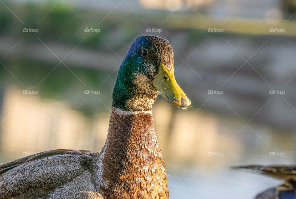 A duck closeup 