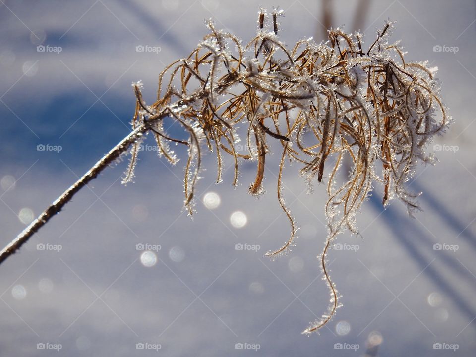 A plant in hoarfrost in the winter on a background of shiny snow