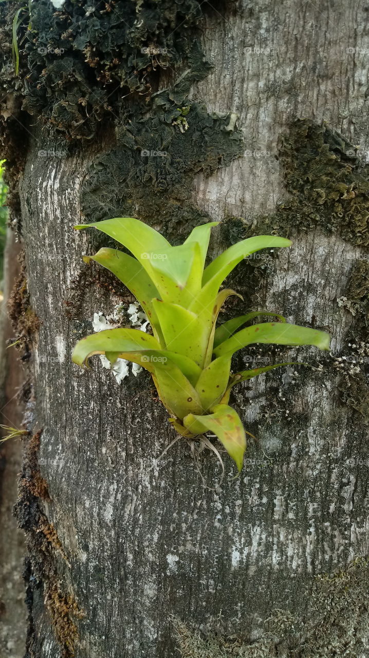NATURE, PLANT, ENVIRONMENT, TREES.