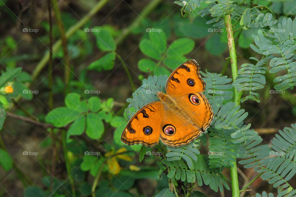 butterfly , yellow butterfly, nature, natural, very cute , fly, flowers