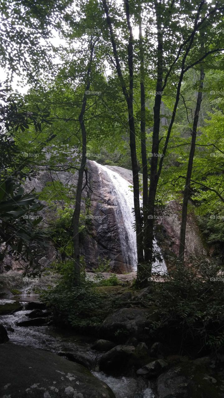 Waterfall in the background with tall skinny trees in front and small stream of water winding around toward the front.