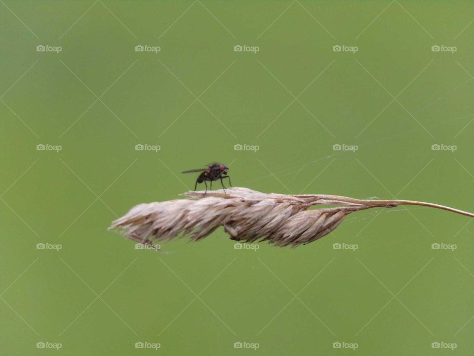Fliege auf Gräser