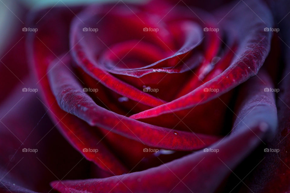 Red rose macro