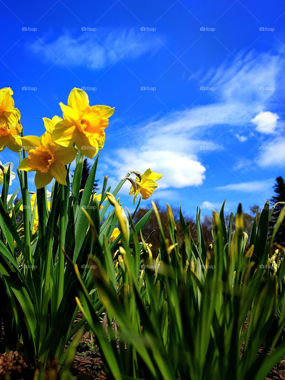 View from the ground.  yellow daffodil with green leaves against a blue sky with white clouds