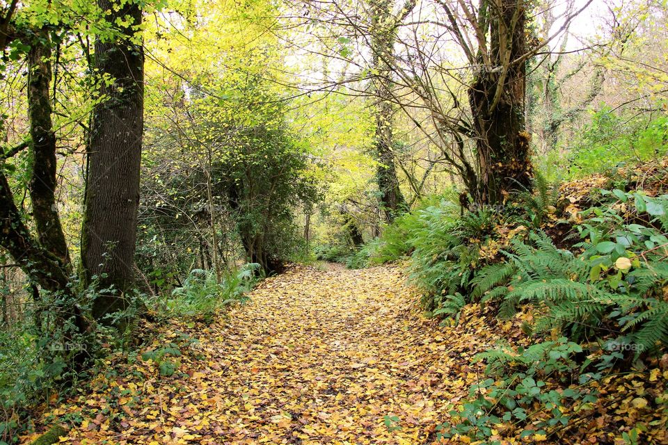 Footpath through autumn forest