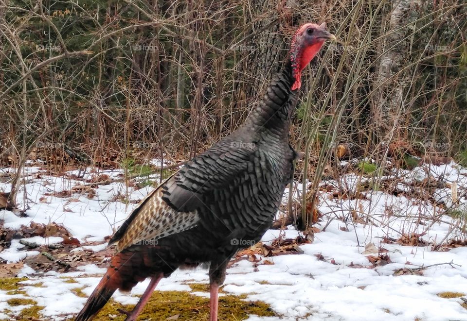 Wild Turkey