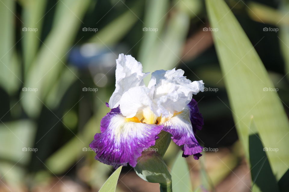 White purple iris flower