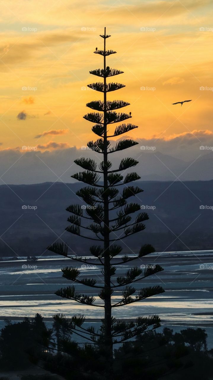 A Beautiful Sunset at Sea with Beautiful Tree