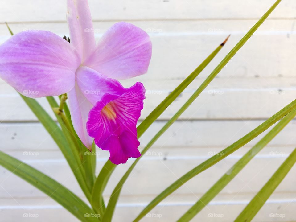 First flower of my garden