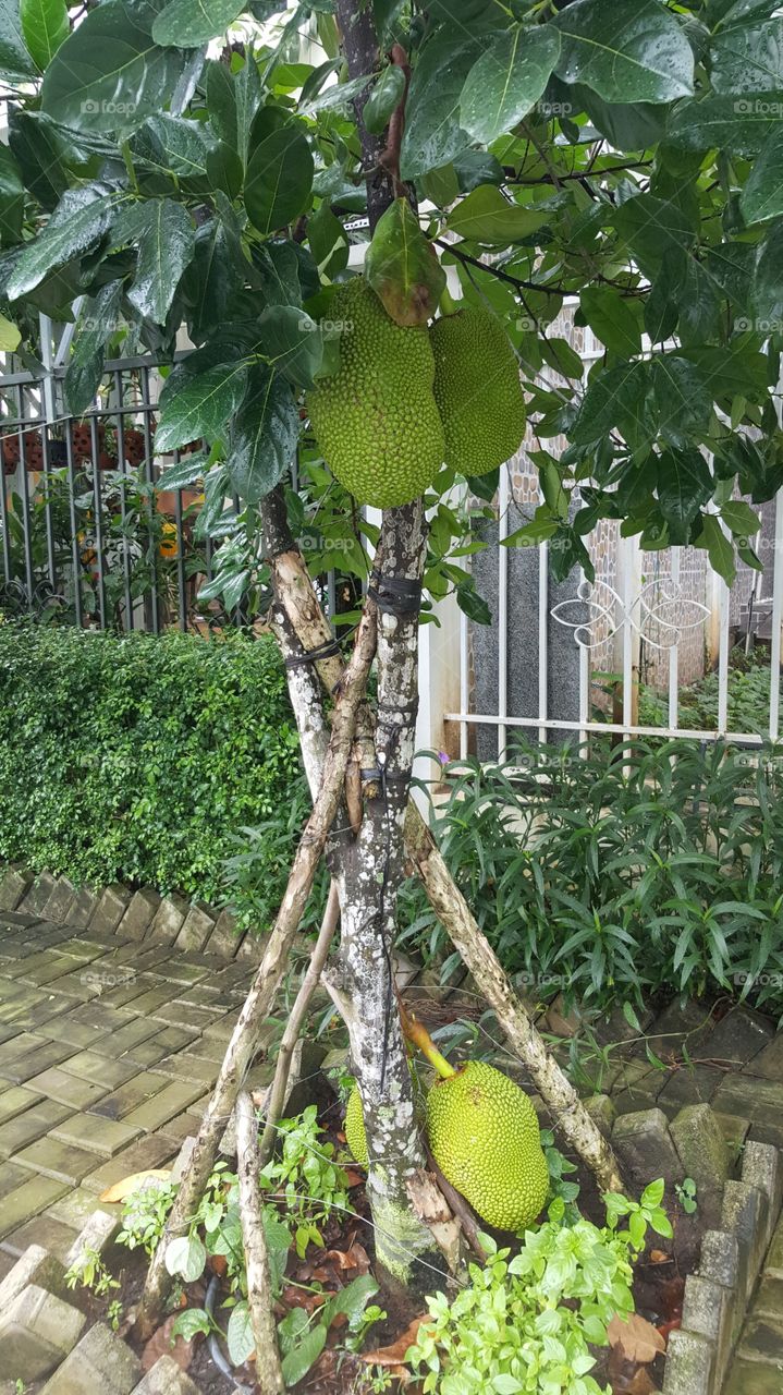 jack fruit