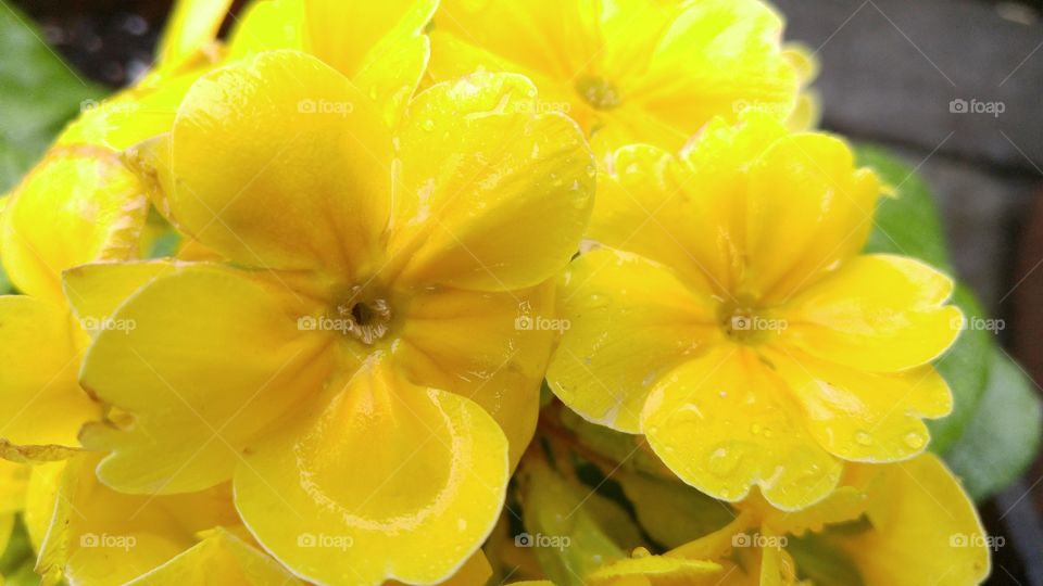 wet yellow flowers