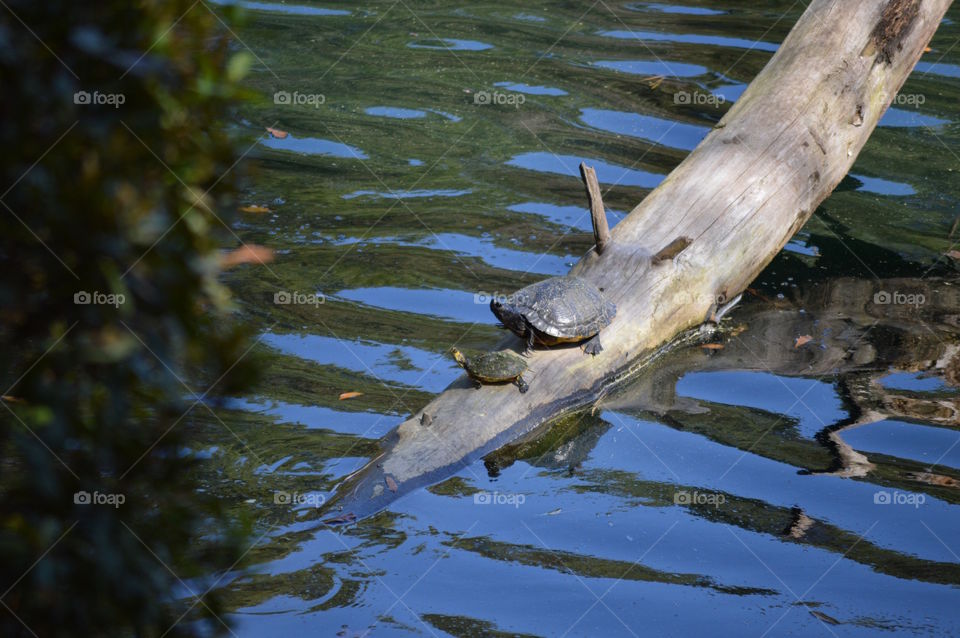 Sunning By The Pond