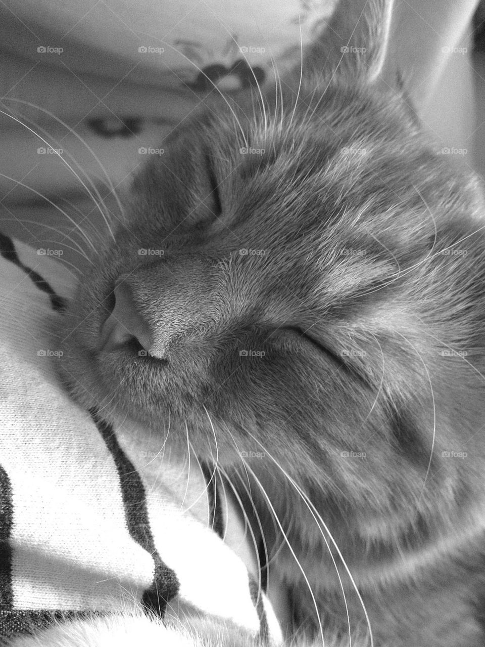 Beautiful kitten in blissful sleep on his human mum.