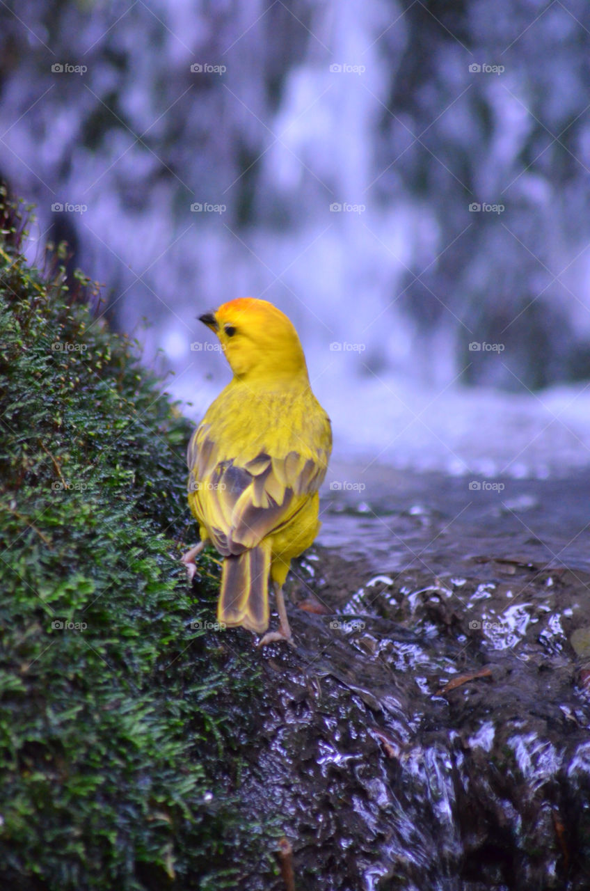 waterfall rocks yellow bird by CatherineGillam1984