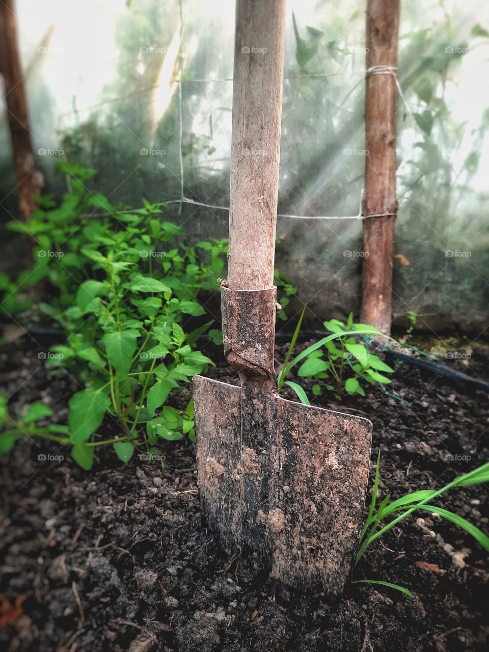 Dad's garden and shovel 🧔💚
