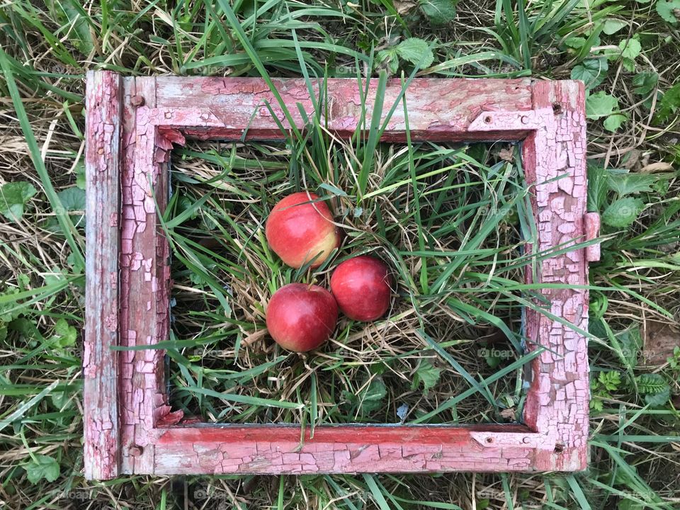 Three apples in the frame on the grass