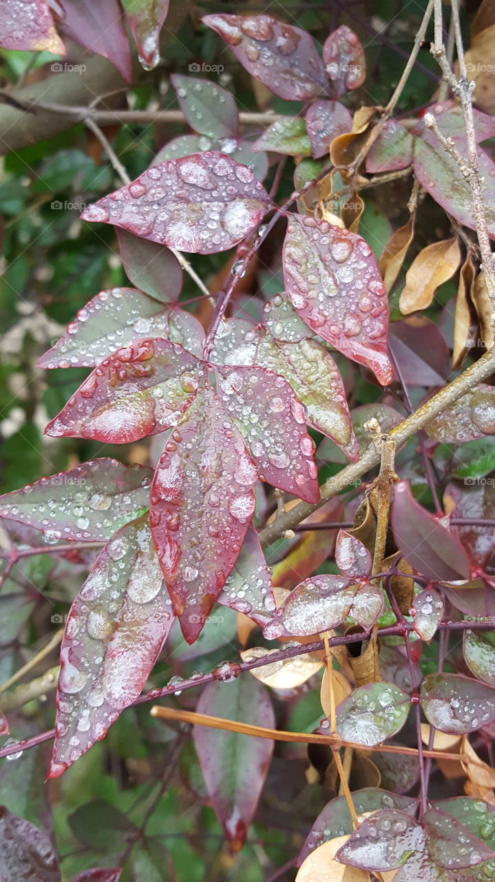 Frozen water droplets gathering on bright colored leaves makes this an elegant sight.