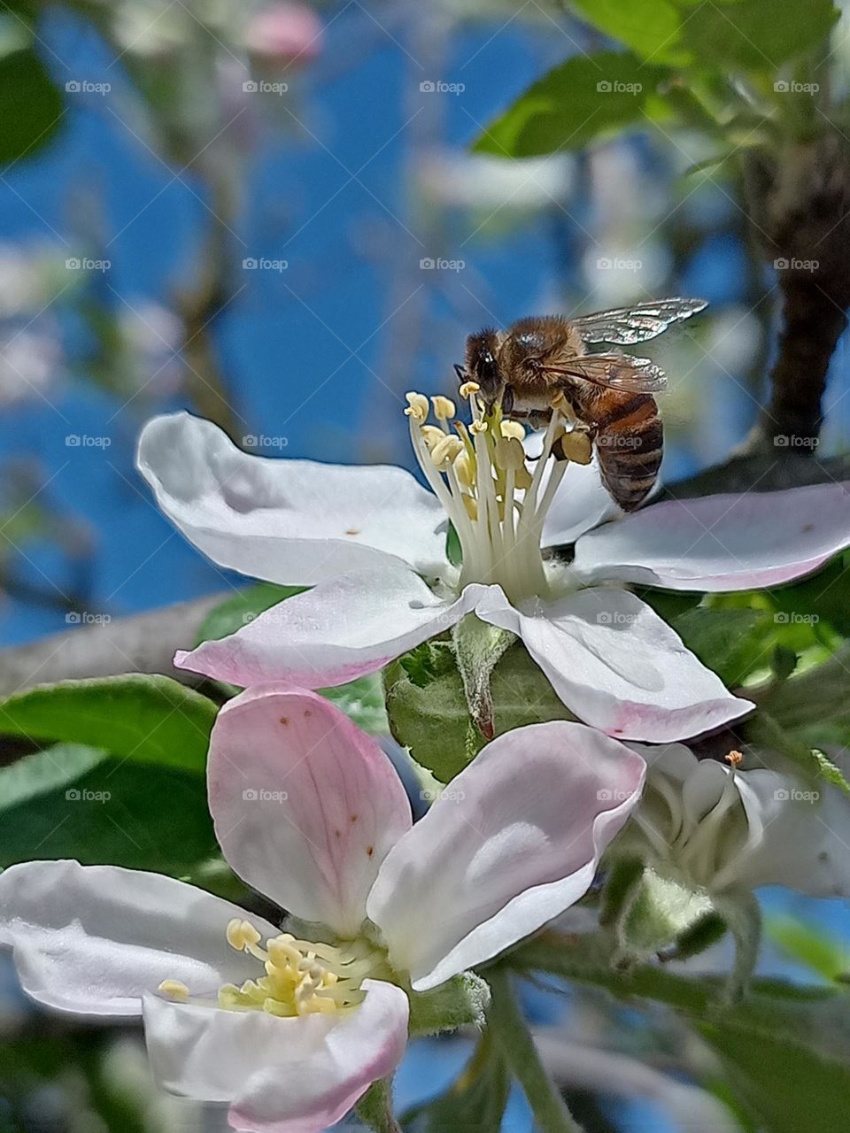 bee