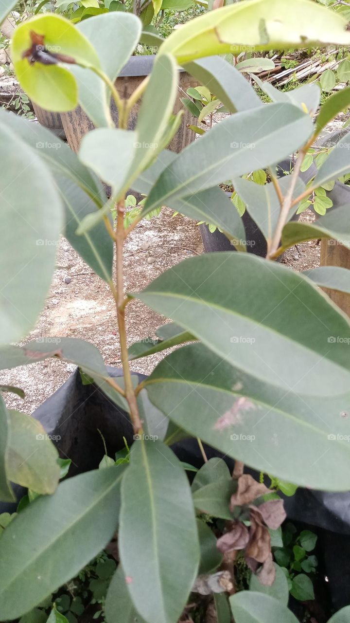 The java grapes or juwet fruit plants in Indonesia which almost all parts of the plant have multy fungsion for human health