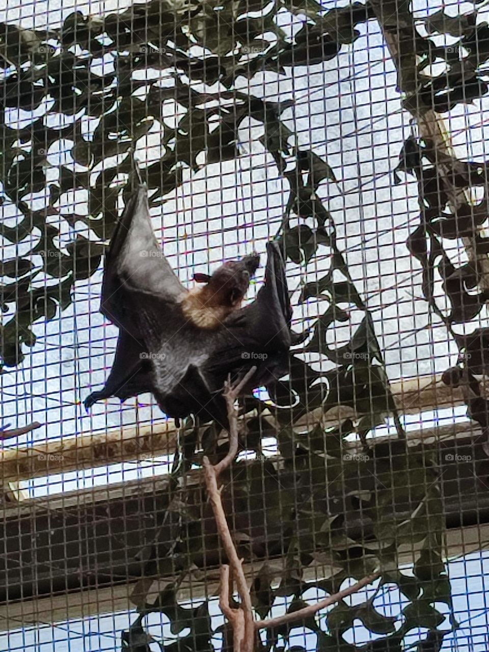 Chauve souris , voler , noir , nuit , griffes