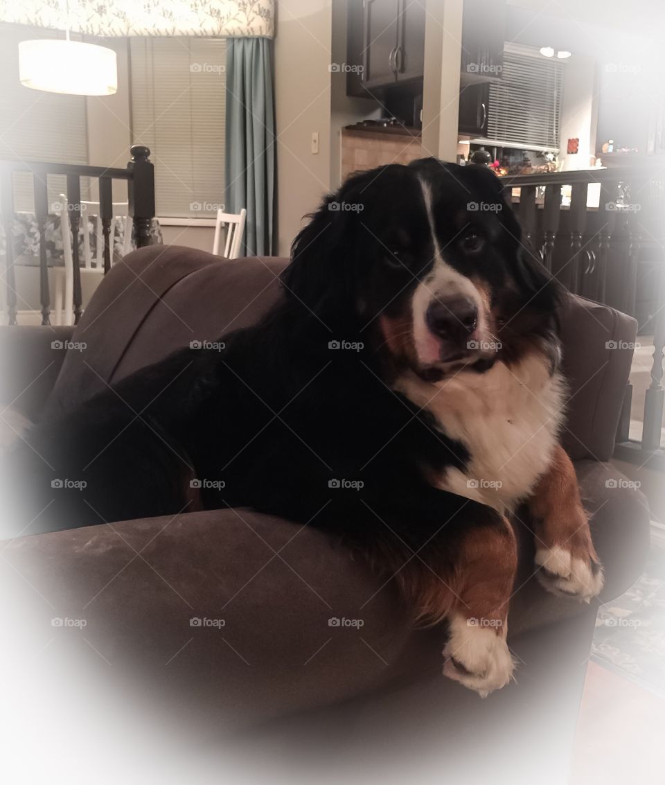 Bernese Mountain dog looks lonely chilling on the couch as it rains outside