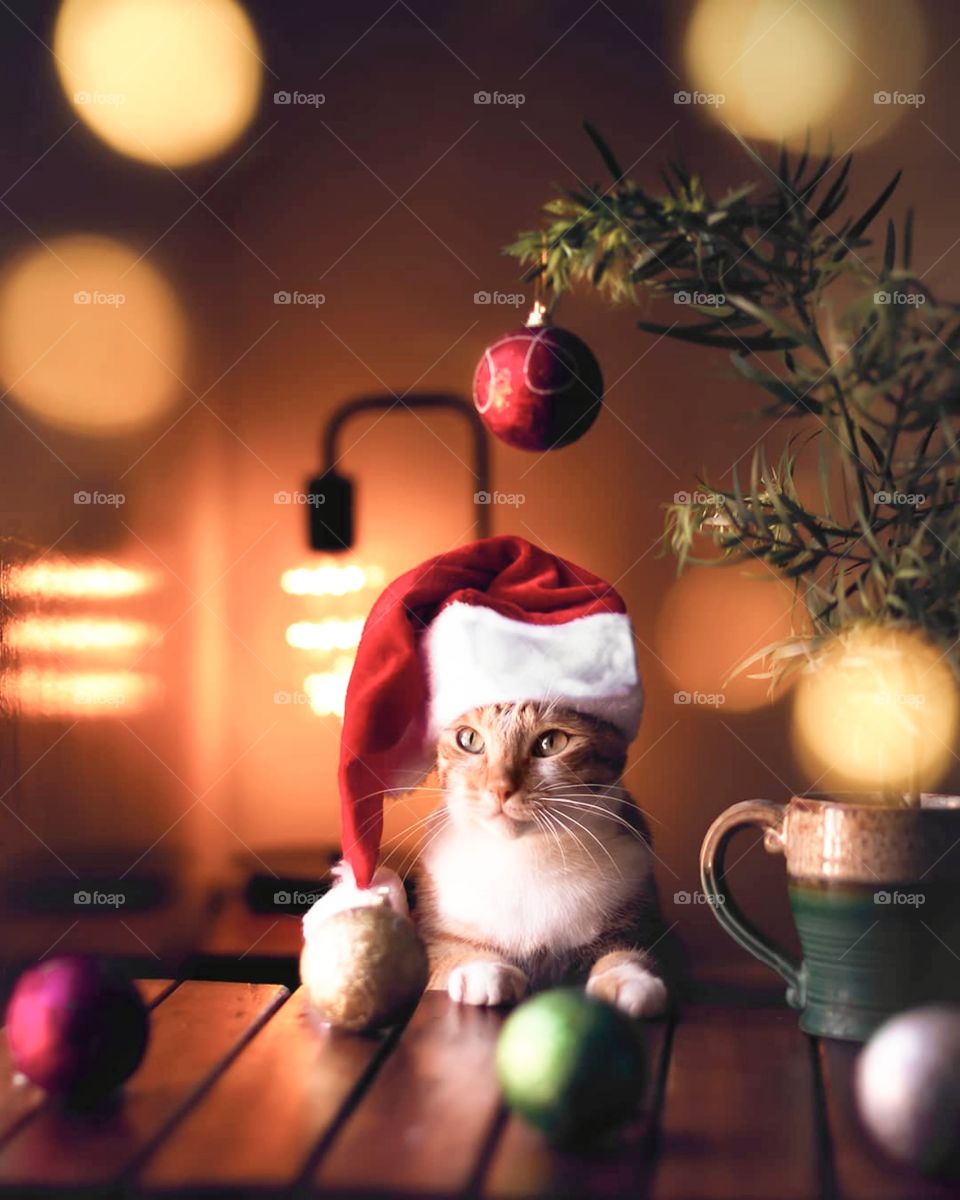 Vee are ready for xmas