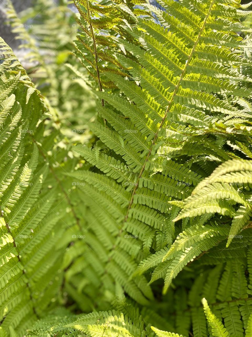 Fresh, bright green fern fronds unfurling in the sunlight.