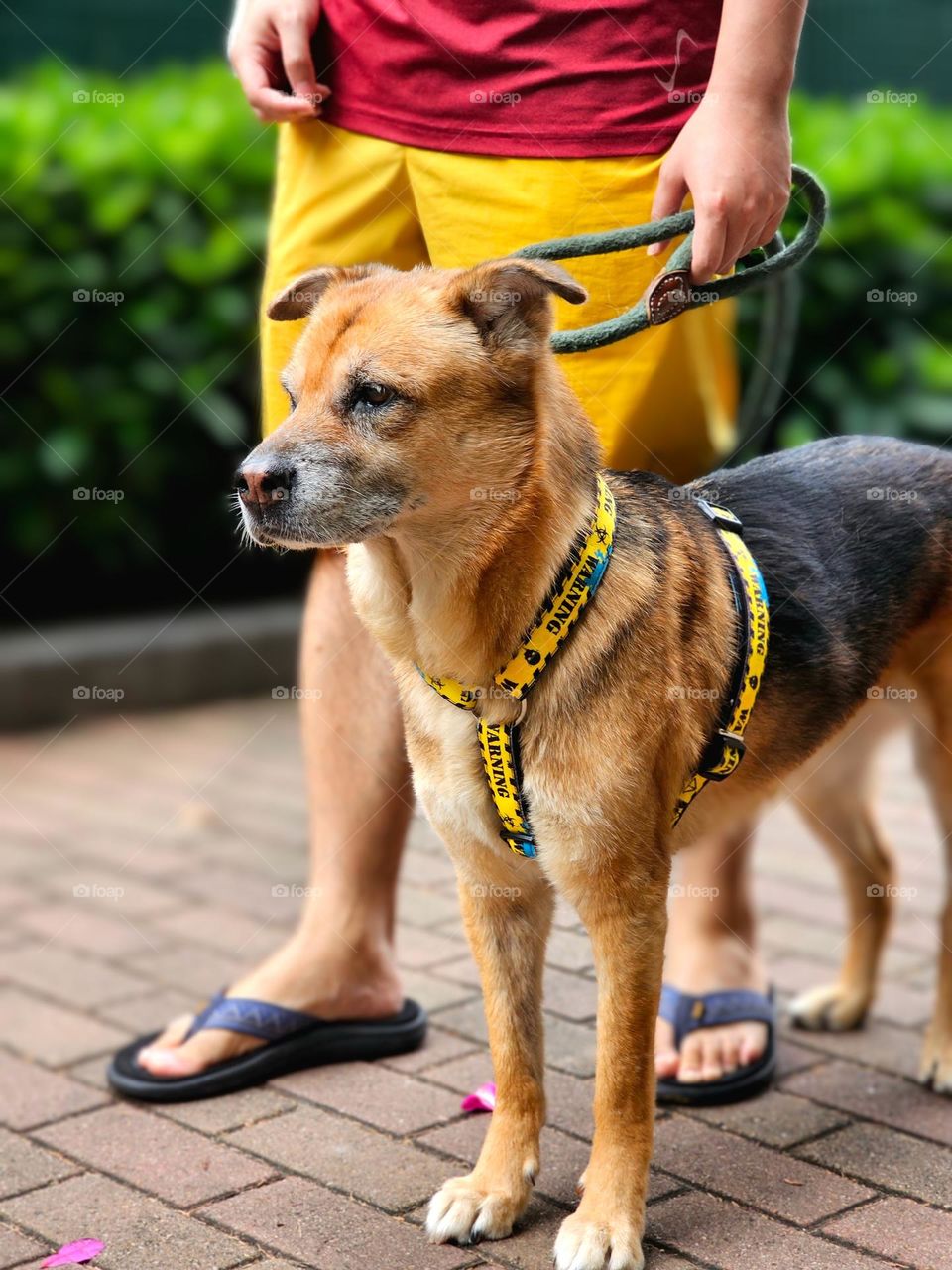 man in yellow shorts and flip flops dog walking on Fire Dragon Path Tai Hang Hong Kong