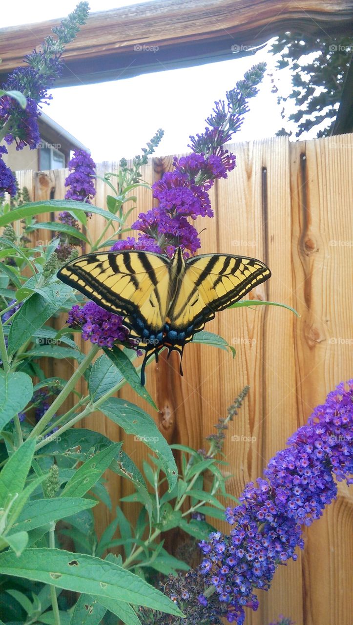 summer butterfly