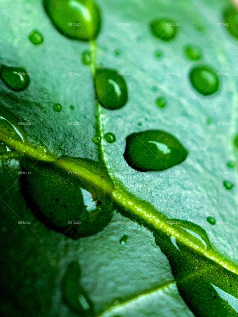 close up of rain drops on a deep green leaf on a rain spring day