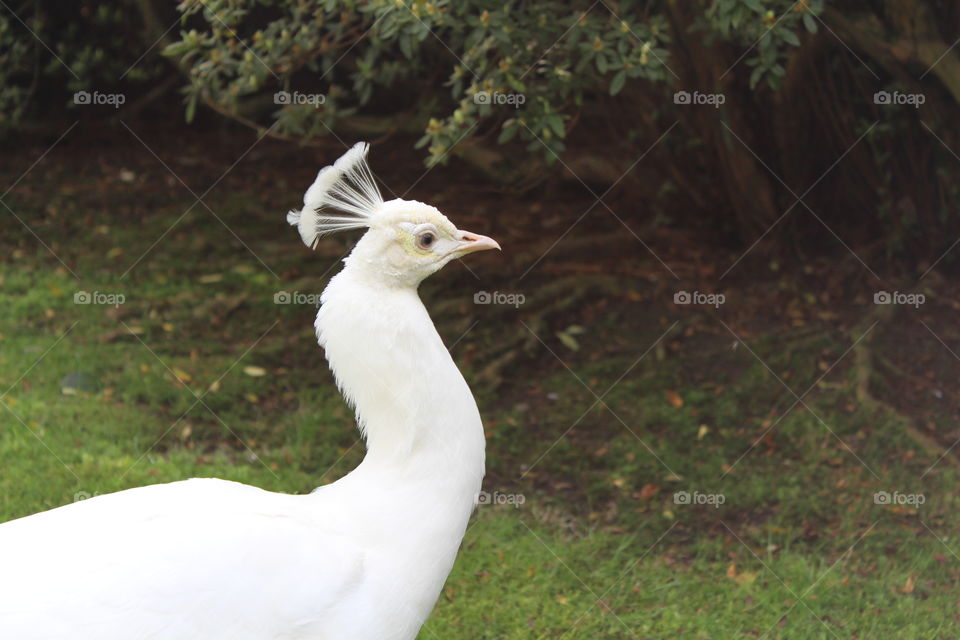 A peacock strolling outside the Barcelona Zoo. The peacock is super colorful and beautiful. It never opened its tail.