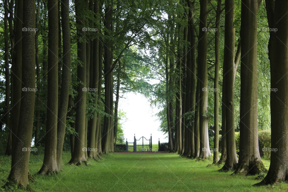 Avenue of trees