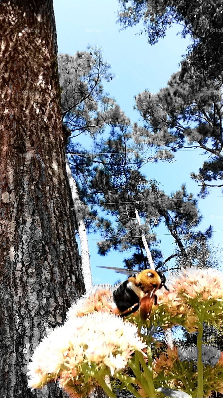 bumblebee on flowers under the pine and oak trees