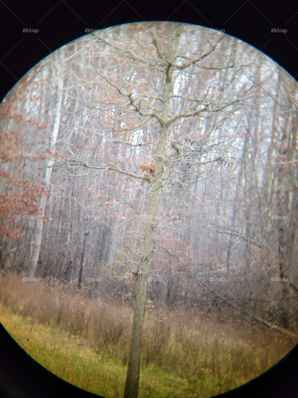 Spying on a Squirrel through Binoculars