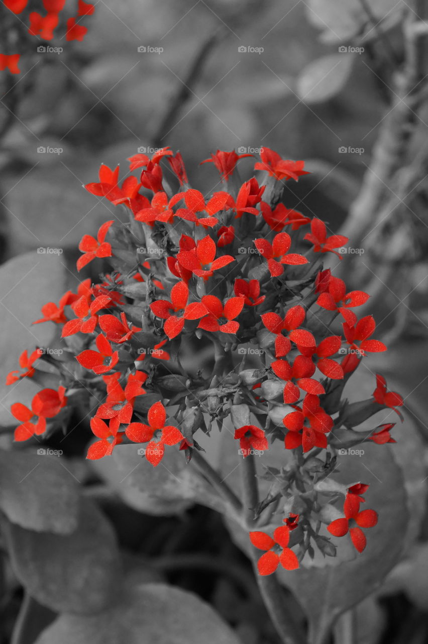 red flower. walk