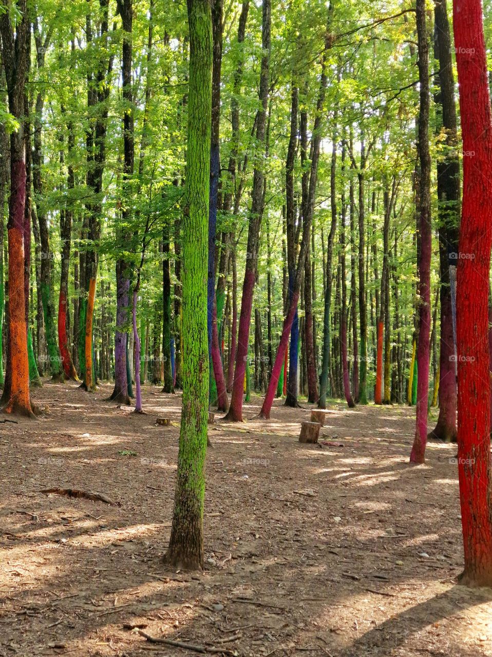 the colored forest