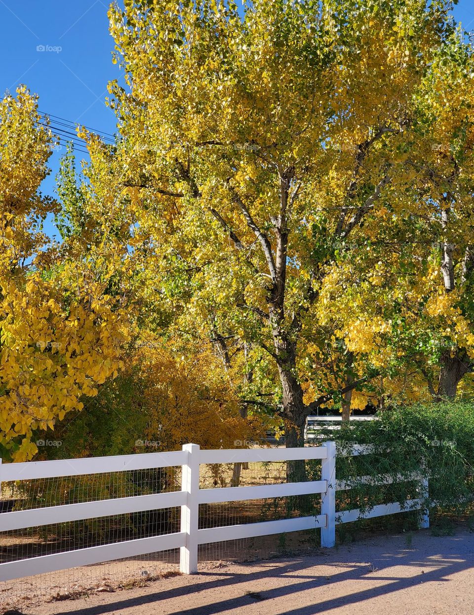 White Fence and Autumn Leaves