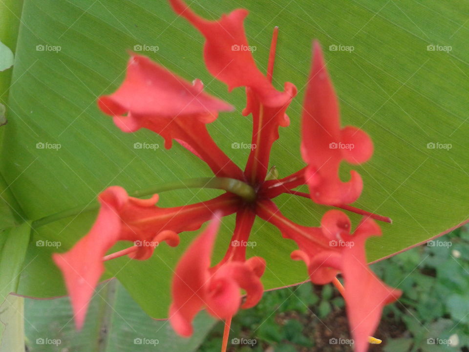 Gloriosa superba