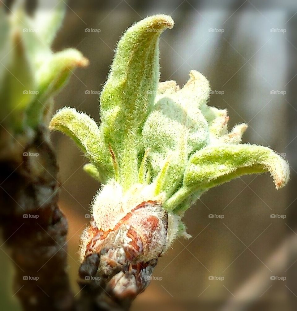 apple tree buds