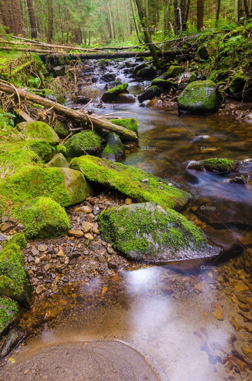small creek in the carpathian mountains